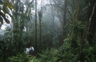 El viaje comienza en el bosque...